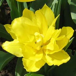 Tulip Double, Early flowering 'Monte Carlo'